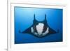 Manta Ray with Remora (Manta Birostris)-Reinhard Dirscherl-Framed Photographic Print