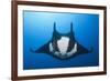 Manta Ray with Remora (Manta Birostris)-Reinhard Dirscherl-Framed Photographic Print