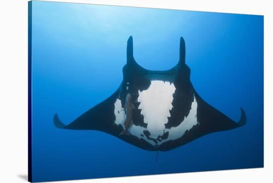 Manta Ray with Remora (Manta Birostris)-Reinhard Dirscherl-Stretched Canvas