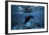 Manta Ray-Barathieu Gabriel-Framed Giclee Print