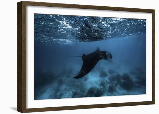 Manta Ray-Barathieu Gabriel-Framed Giclee Print