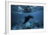 Manta Ray-Barathieu Gabriel-Framed Giclee Print