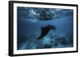 Manta Ray-Barathieu Gabriel-Framed Giclee Print