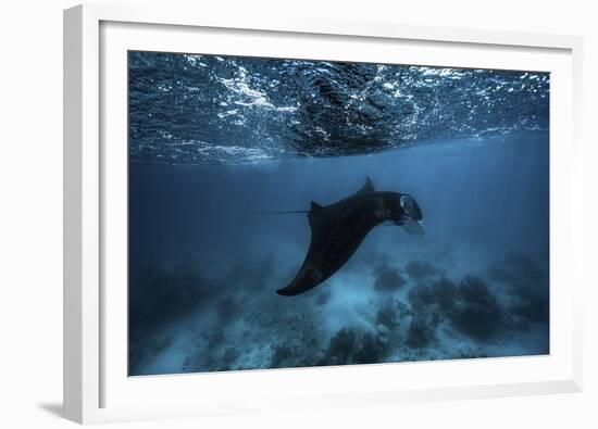 Manta Ray-Barathieu Gabriel-Framed Giclee Print