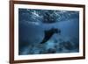 Manta Ray-Barathieu Gabriel-Framed Giclee Print