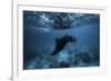 Manta Ray-Barathieu Gabriel-Framed Giclee Print