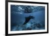 Manta Ray-Barathieu Gabriel-Framed Giclee Print