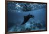 Manta Ray-Barathieu Gabriel-Framed Giclee Print