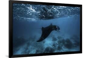 Manta Ray-Barathieu Gabriel-Framed Giclee Print