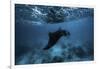 Manta Ray-Barathieu Gabriel-Framed Giclee Print