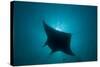 Manta Ray-null-Stretched Canvas