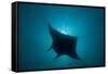 Manta Ray-null-Framed Stretched Canvas