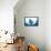 Manta Ray-Stuart Westmorland-Framed Stretched Canvas displayed on a wall