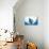 Manta Ray-Stuart Westmorland-Stretched Canvas displayed on a wall