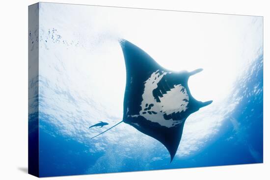 Manta Ray-Stuart Westmorland-Stretched Canvas