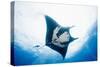 Manta Ray-Stuart Westmorland-Stretched Canvas