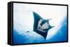 Manta Ray-Stuart Westmorland-Framed Stretched Canvas