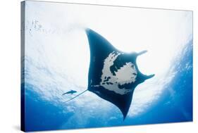 Manta Ray-Stuart Westmorland-Stretched Canvas