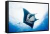 Manta Ray-Stuart Westmorland-Framed Stretched Canvas