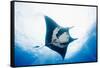 Manta Ray-Stuart Westmorland-Framed Stretched Canvas