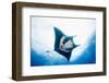 Manta Ray-Stuart Westmorland-Framed Premium Photographic Print