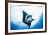 Manta Ray-Stuart Westmorland-Framed Photographic Print