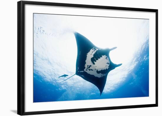 Manta Ray-Stuart Westmorland-Framed Photographic Print