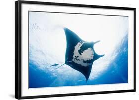 Manta Ray-Stuart Westmorland-Framed Photographic Print