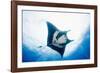 Manta Ray-Stuart Westmorland-Framed Photographic Print