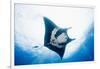 Manta Ray-Stuart Westmorland-Framed Photographic Print