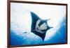 Manta Ray-Stuart Westmorland-Framed Photographic Print