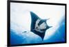 Manta Ray-Stuart Westmorland-Framed Photographic Print