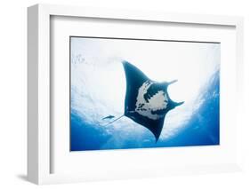 Manta Ray-Stuart Westmorland-Framed Photographic Print