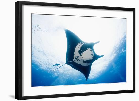 Manta Ray-Stuart Westmorland-Framed Photographic Print