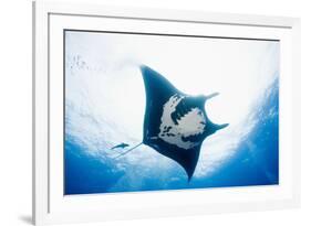 Manta Ray-Stuart Westmorland-Framed Photographic Print