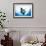 Manta Ray-Stuart Westmorland-Framed Photographic Print displayed on a wall