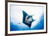 Manta Ray-Stuart Westmorland-Framed Photographic Print