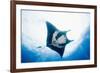 Manta Ray-Stuart Westmorland-Framed Photographic Print