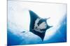 Manta Ray-Stuart Westmorland-Mounted Photographic Print