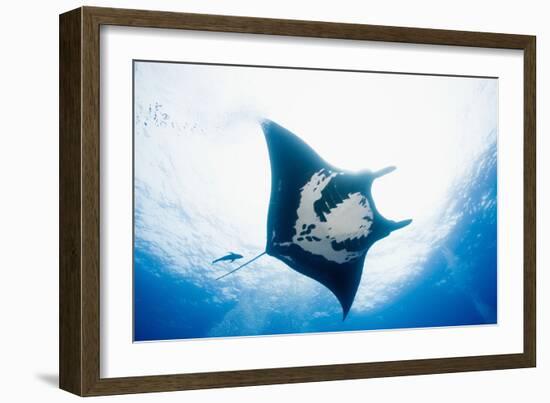 Manta Ray-Stuart Westmorland-Framed Photographic Print