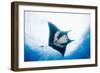 Manta Ray-Stuart Westmorland-Framed Photographic Print