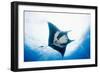 Manta Ray-Stuart Westmorland-Framed Photographic Print