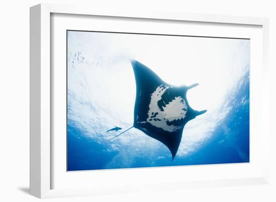 Manta Ray-Stuart Westmorland-Framed Photographic Print