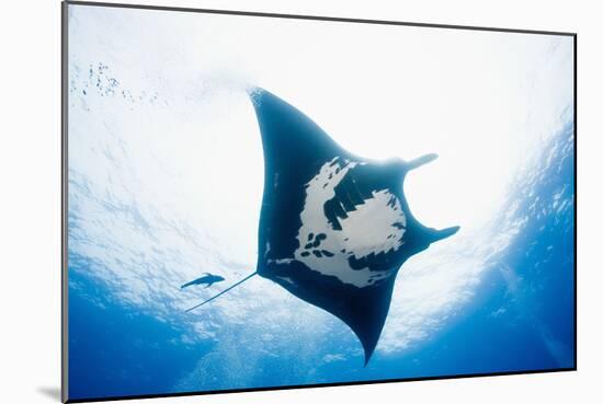 Manta Ray-Stuart Westmorland-Mounted Photographic Print