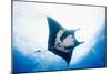 Manta Ray-Stuart Westmorland-Mounted Photographic Print