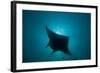 Manta Ray-null-Framed Photographic Print