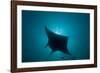 Manta Ray-null-Framed Photographic Print