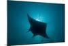 Manta Ray-null-Mounted Photographic Print