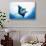 Manta Ray-Stuart Westmorland-Stretched Canvas displayed on a wall