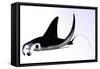 Manta Ray-null-Framed Stretched Canvas